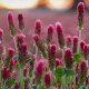 Red Clover (Trifolium pratense) Herbal Tonic Herb for Good Health